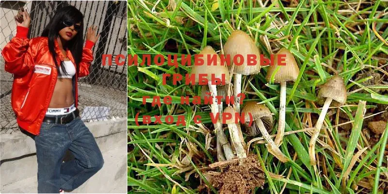 Галлюциногенные грибы Psilocybe  Люберцы 